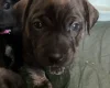 Staffordshire Bull Terrier