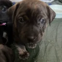 Staffordshire Bull Terrier