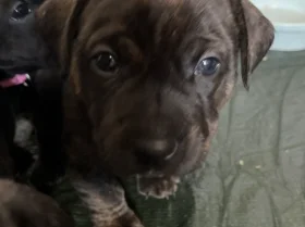 Staffordshire Bull Terrier