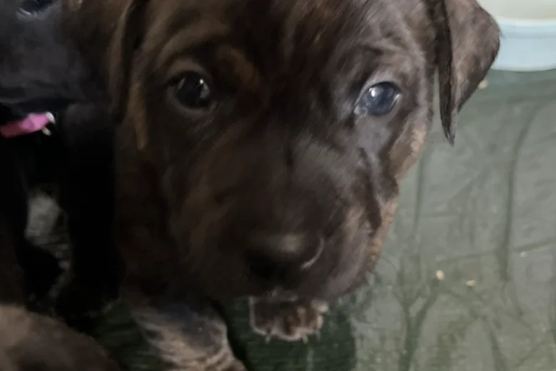 Staffordshire Bull Terrier