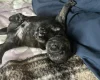 Staffordshire Bull Terrier