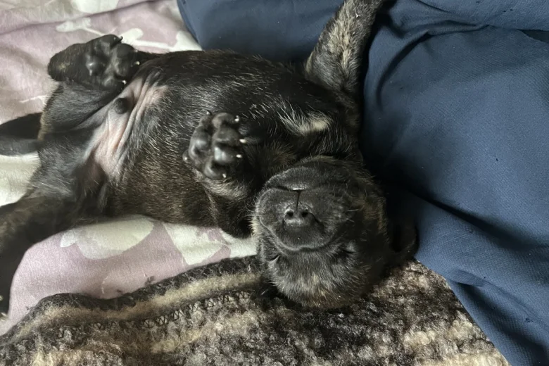 Staffordshire Bull Terrier