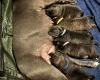 Staffordshire Bull Terrier