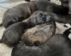 Staffordshire Bull Terrier