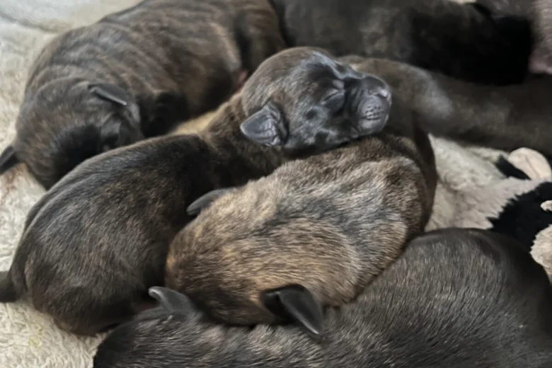 Staffordshire Bull Terrier