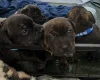 Staffordshire Bull Terrier