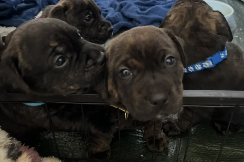 Staffordshire Bull Terrier