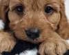 Cavapoo