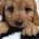 Cavapoo