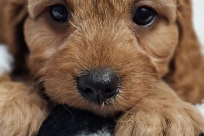 Cavapoo
