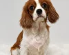 Cavapoo