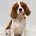 Cavapoo