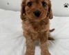 Cavapoo