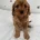 Cavapoo