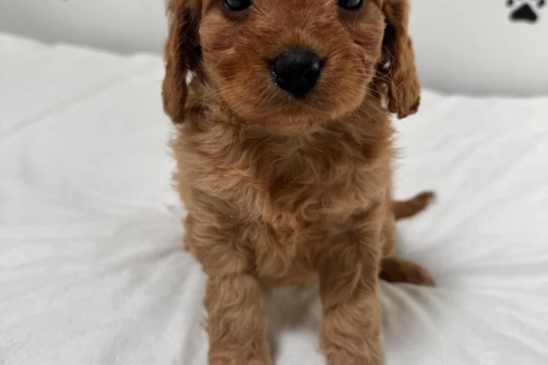 Cavapoo