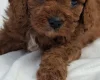 Cavapoo