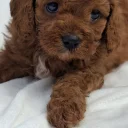 Cavapoo