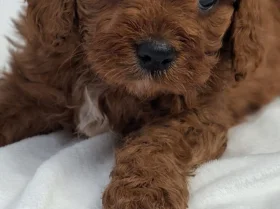Cavapoo