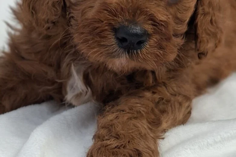 Cavapoo