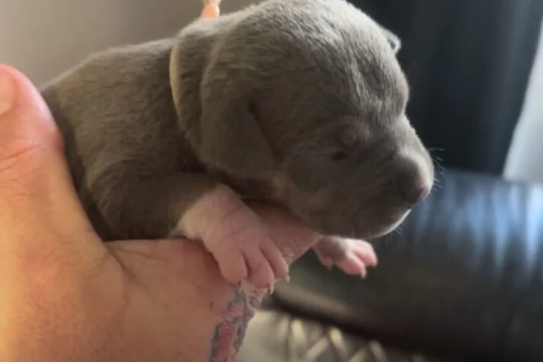 Bull Terrier