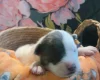 Bull Terrier