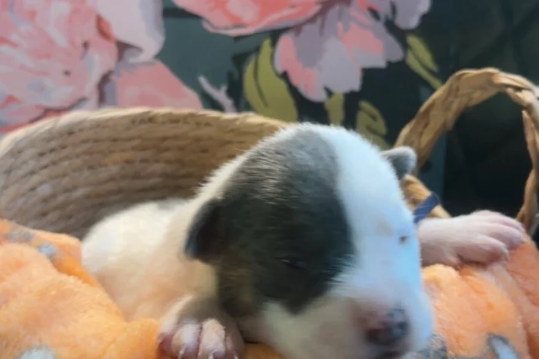 Bull Terrier