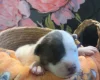 Bull Terrier