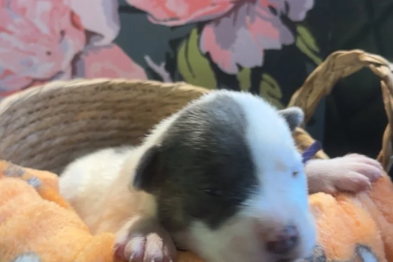 Bull Terrier