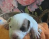 Bull Terrier