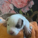 Bull Terrier