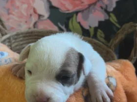 Bull Terrier