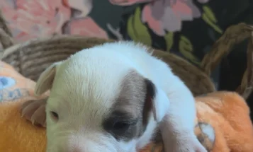 Bull Terrier