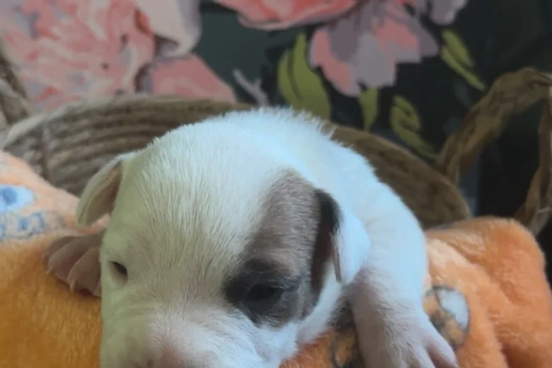 Bull Terrier