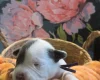 Bull Terrier