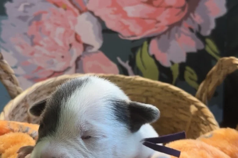 Bull Terrier