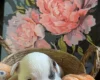 Bull Terrier
