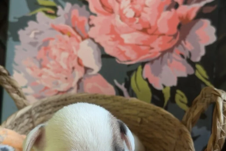 Bull Terrier