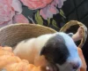 Bull Terrier