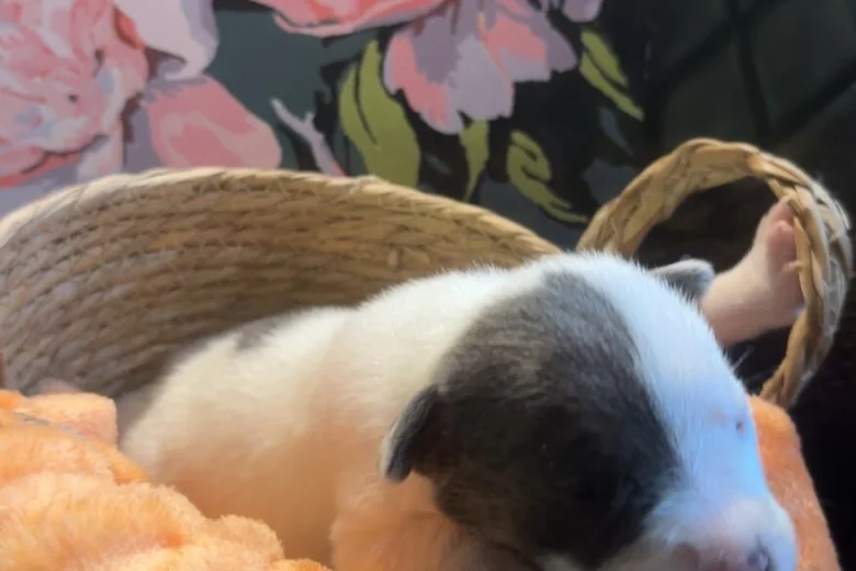 Bull Terrier