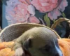Bull Terrier