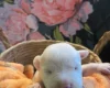 Bull Terrier