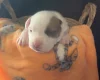Bull Terrier