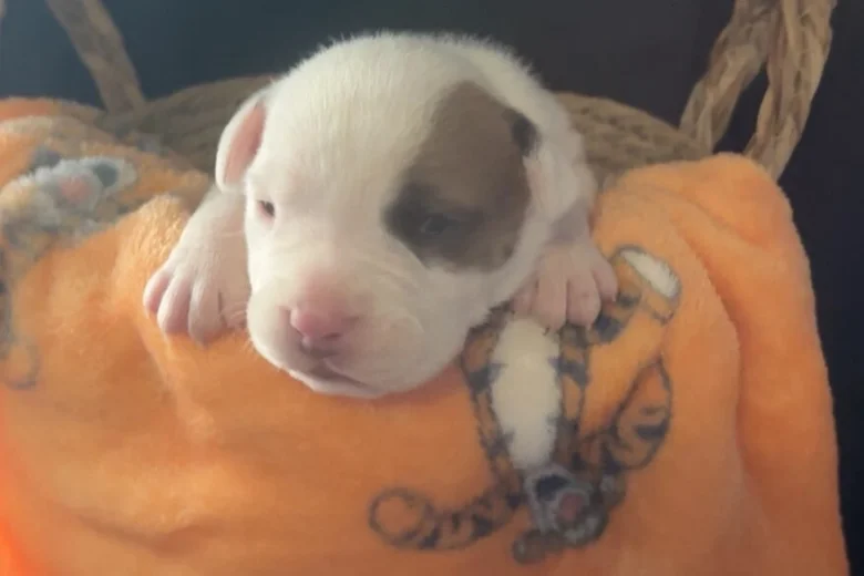 Bull Terrier