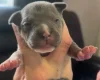 Bull Terrier