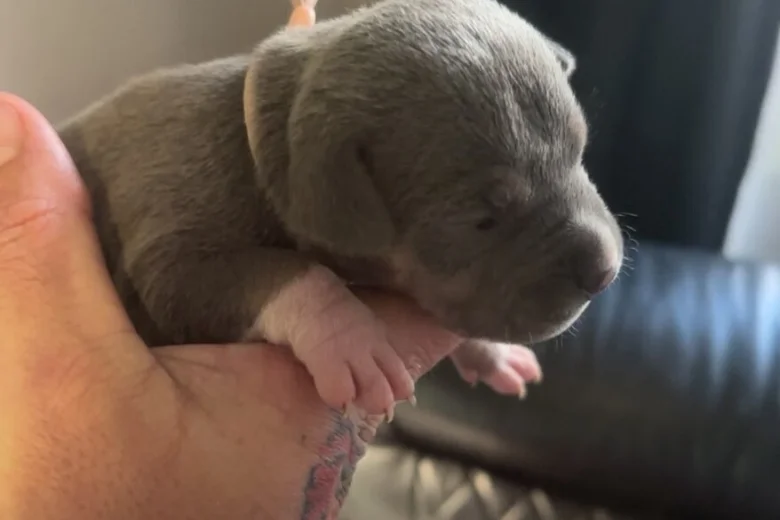 Bull Terrier