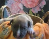 Bull Terrier