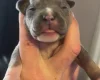 Bull Terrier