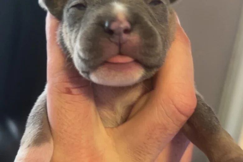 Bull Terrier