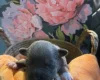 Bull Terrier