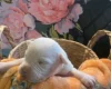 Bull Terrier